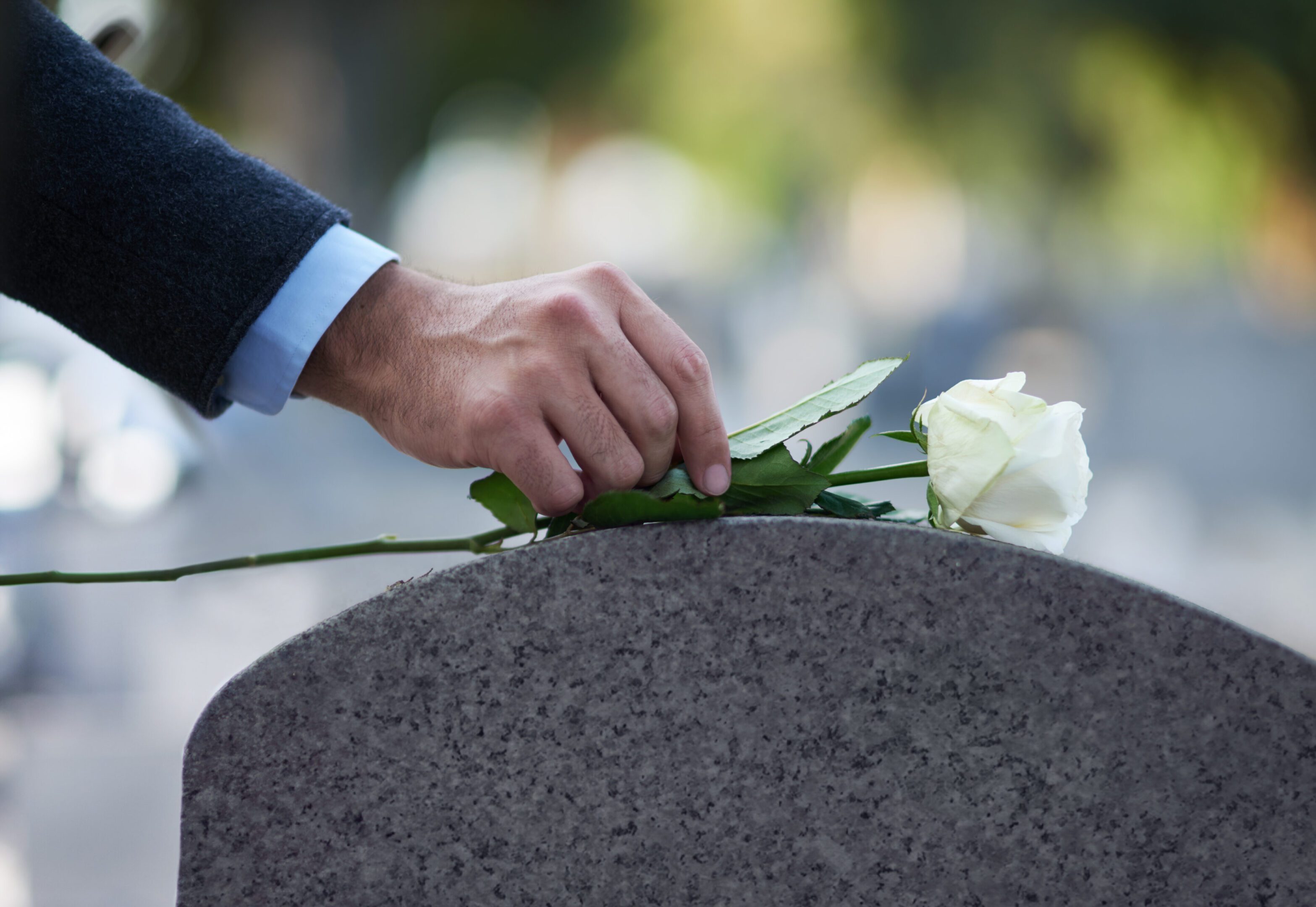 Hand placing white rose on gravestone.